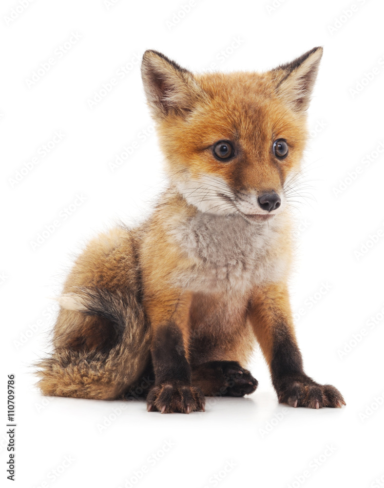 Little fox.