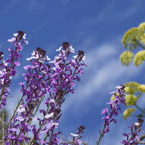 Flora of Gran Canaria - abundant flowering of Erysimum albescens photo