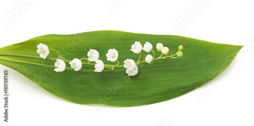 May-lily on the leaves.