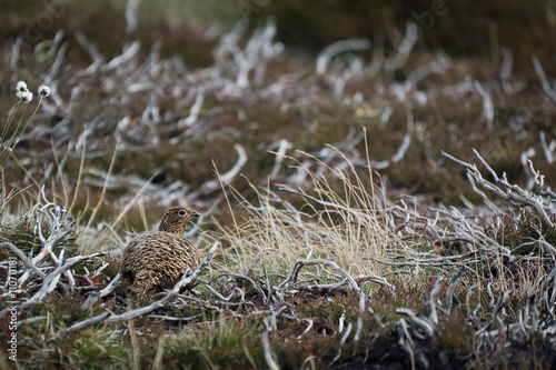 Female Red Grouse (lagopus lagopus scotica)