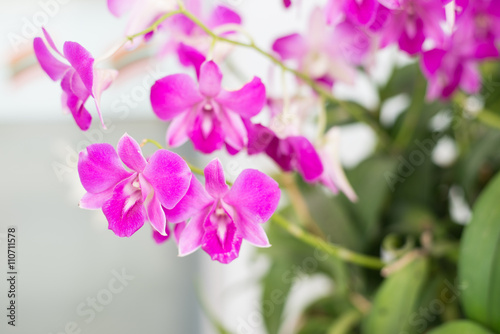 Fototapeta Naklejka Na Ścianę i Meble -  Beautiful orchid flowers.