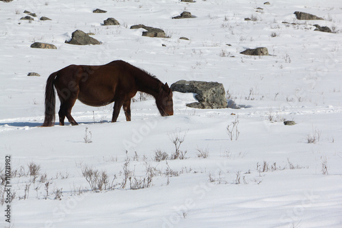 Horse grazed on a snow glade in the early spring photo