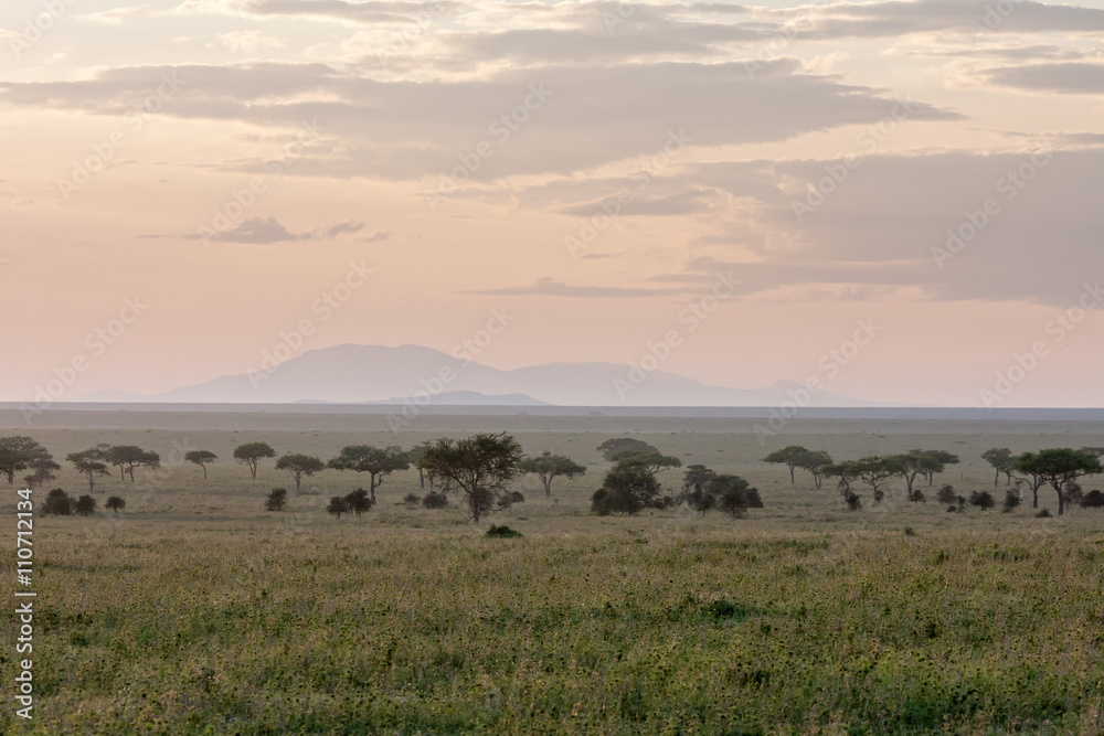 Savanna plain with acacia trees at dawn against distance view on mountain. Serengeti National Park, Tanzania, Africa. 

