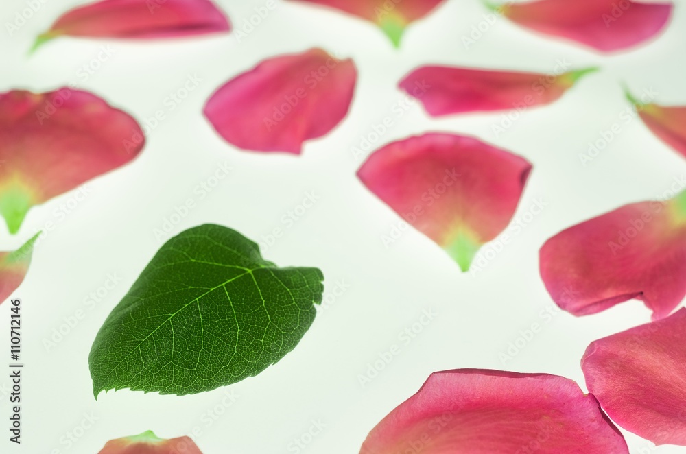 Rose's pink petals and leaf on white background Rose's pink petals and leaf on white background