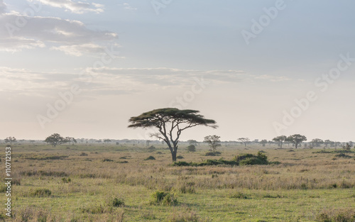 Savanna plain with acacia trees. Serengeti National Park, Tanzania, Africa. 
