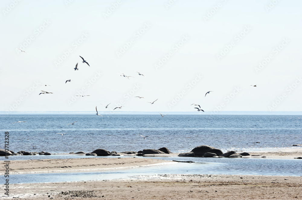 seagulls flying over the Baltic sea