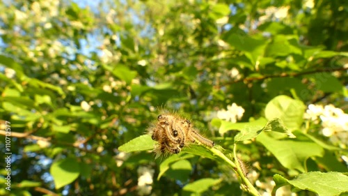 Thaumetopoea processionea caterpillars on leaf tree in summer photo