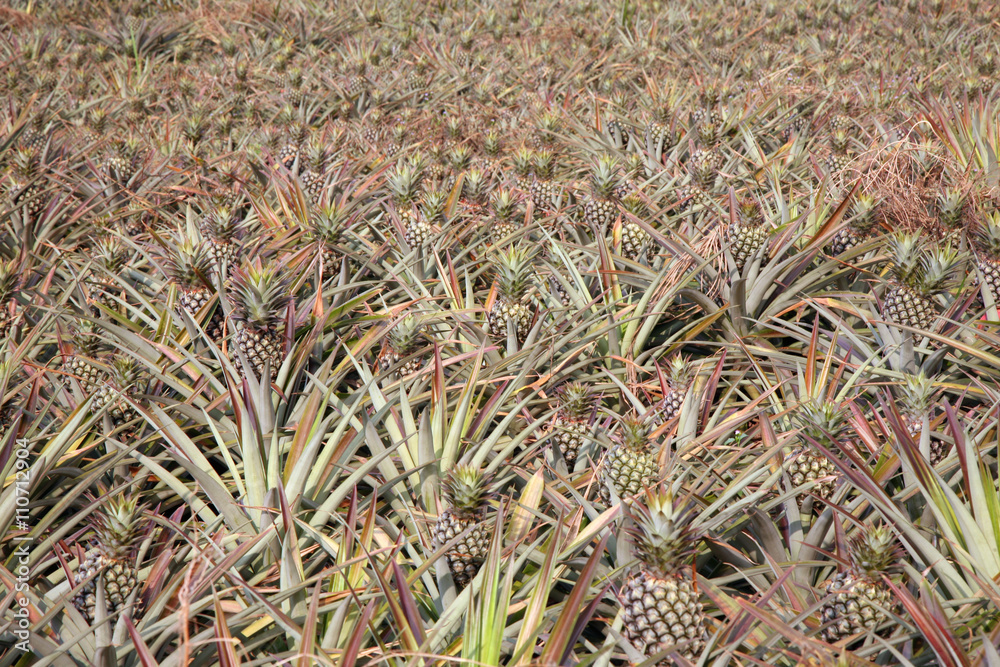 Close up pineapple farm on the middle Close up pineapple farm on the middle