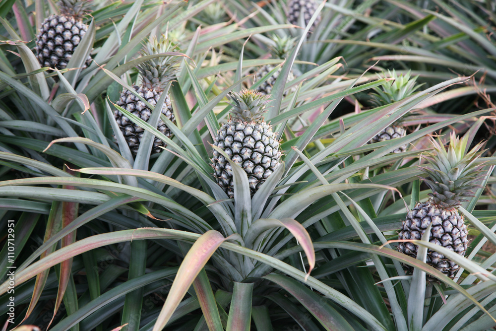 Obraz premium Tropical fruit Fresh pineapple on tree at farm