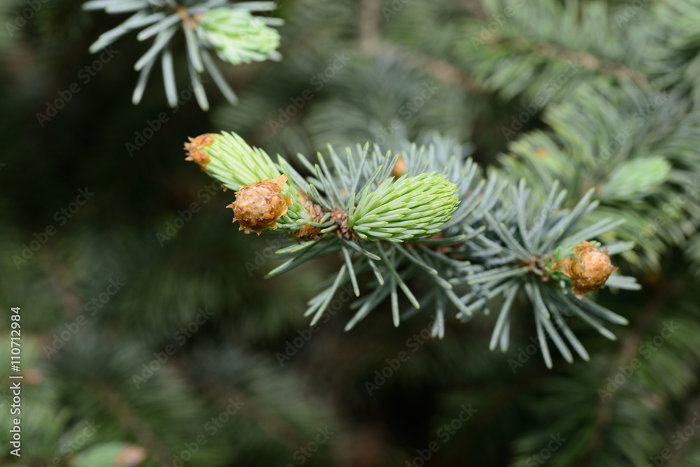 Fresh pine buds for syrup. Pine bud syrup is very healthy and you can treat aliments such as: asthma, chronic bronchitis, pharyngitis, laryngitis, coughs, colds, tonsillitis, flus, and allergies. Fresh pine buds for syrup. Pine bud syrup is very healthy and you can treat aliments such as: asthma, chronic bronchitis, pharyngitis, laryngitis, coughs, colds, tonsillitis, flus, and allergies.