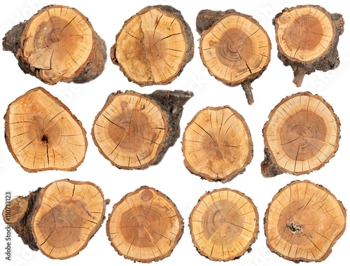Wood slice texture