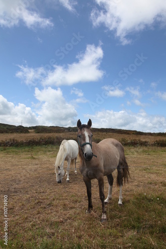 Chevaux en liberté.