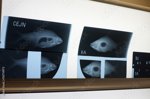 fish x-ray