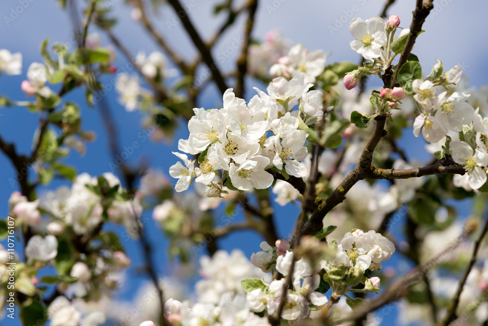 blooming flowering apple in spring