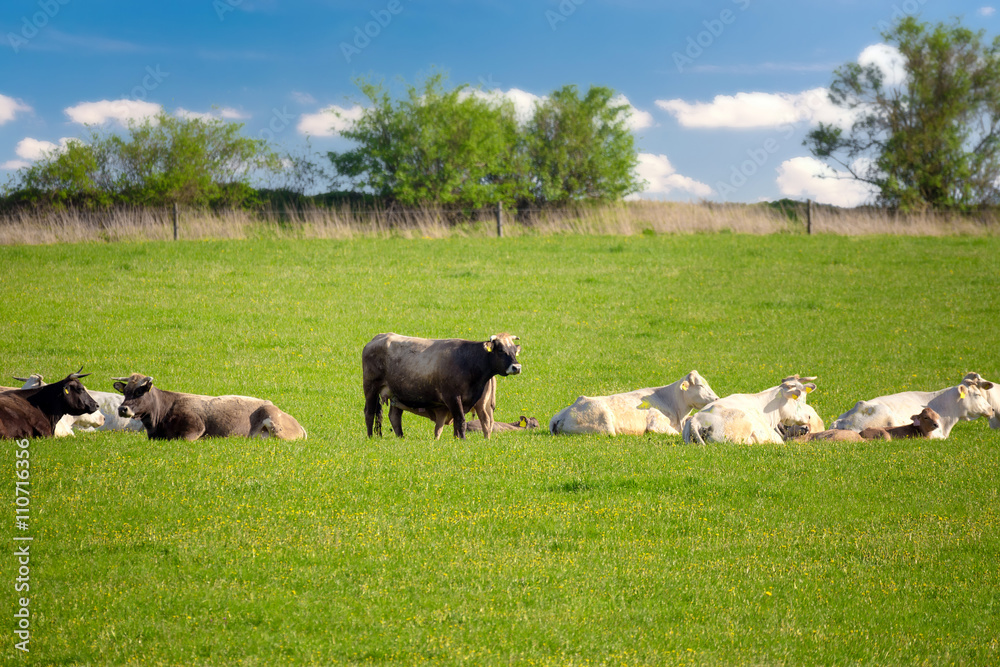 Fototapeta premium Herd of cows at spring green field