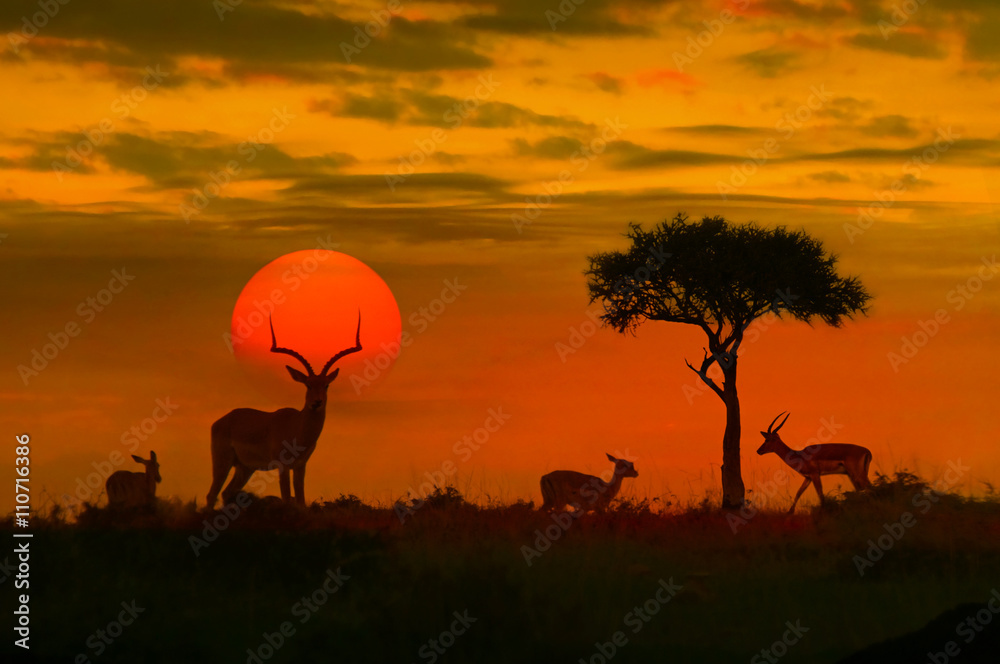 Obraz premium Afrykański zachód słońca z sylwetką