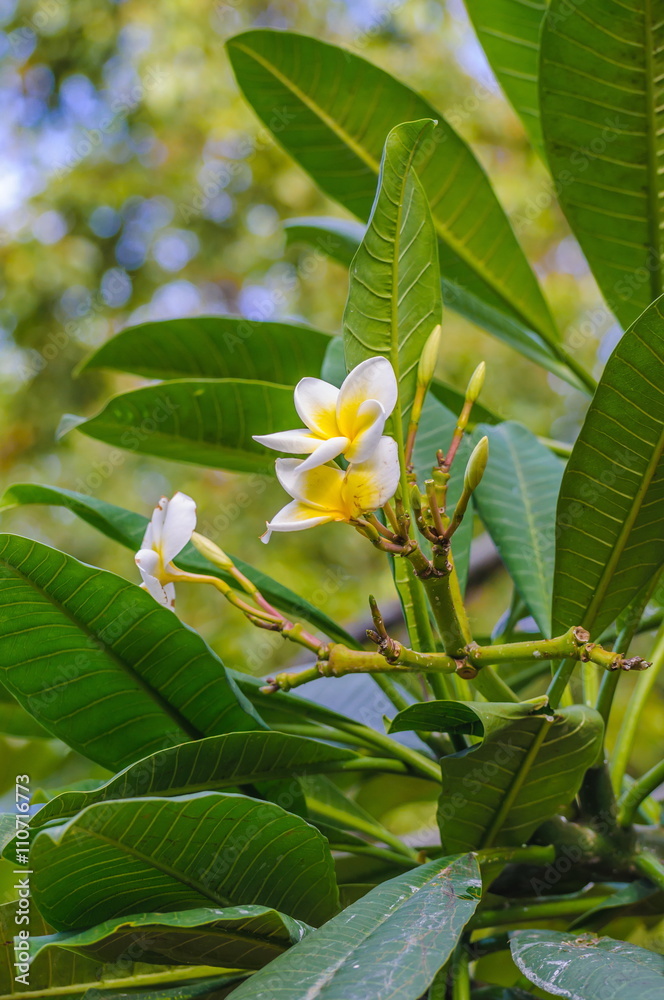 Obraz premium White and yellow plumeria frangipani flowers with leaves.