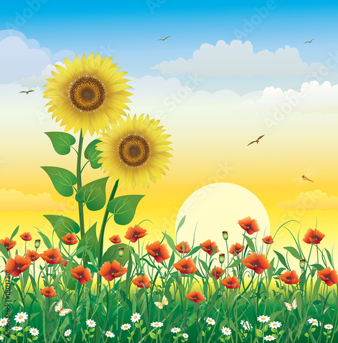 Fototapeta Naklejka Na Ścianę i Meble -  Floral landscape with poppies and sunflowers at sunrise