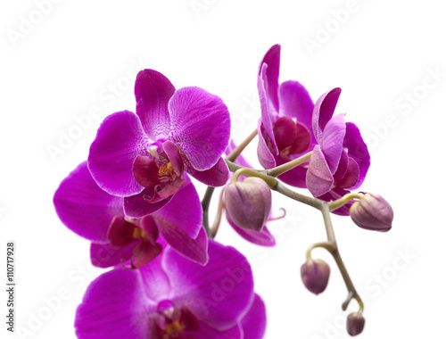 abundant flowering of magenta phalaenopsis