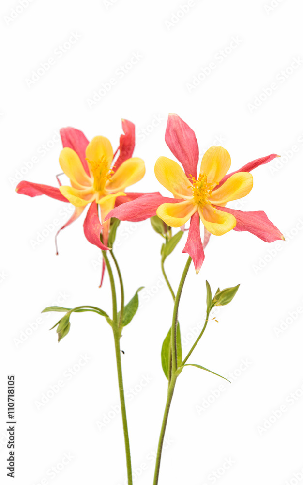 Red and yellow Columbines