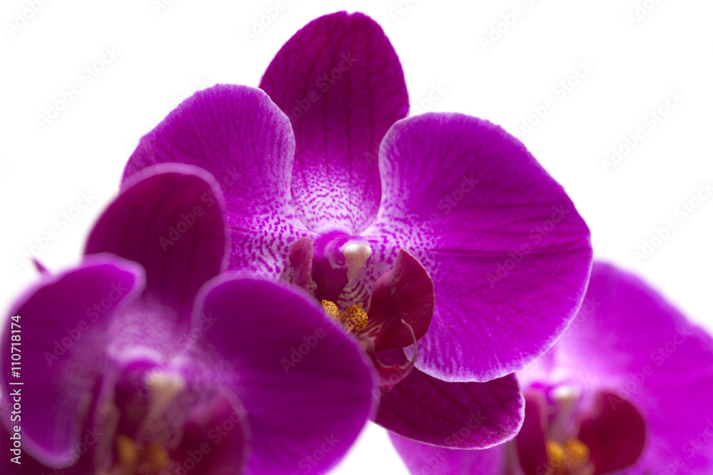 abundant flowering of magenta phalaenopsis abundant flowering of magenta phalaenopsis