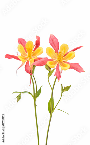 Red and yellow Columbines