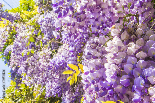 floral background blur beautiful purple wisteria blossoms in the park