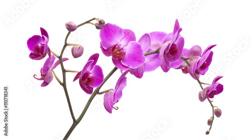 abundant flowering of magenta phalaenopsis