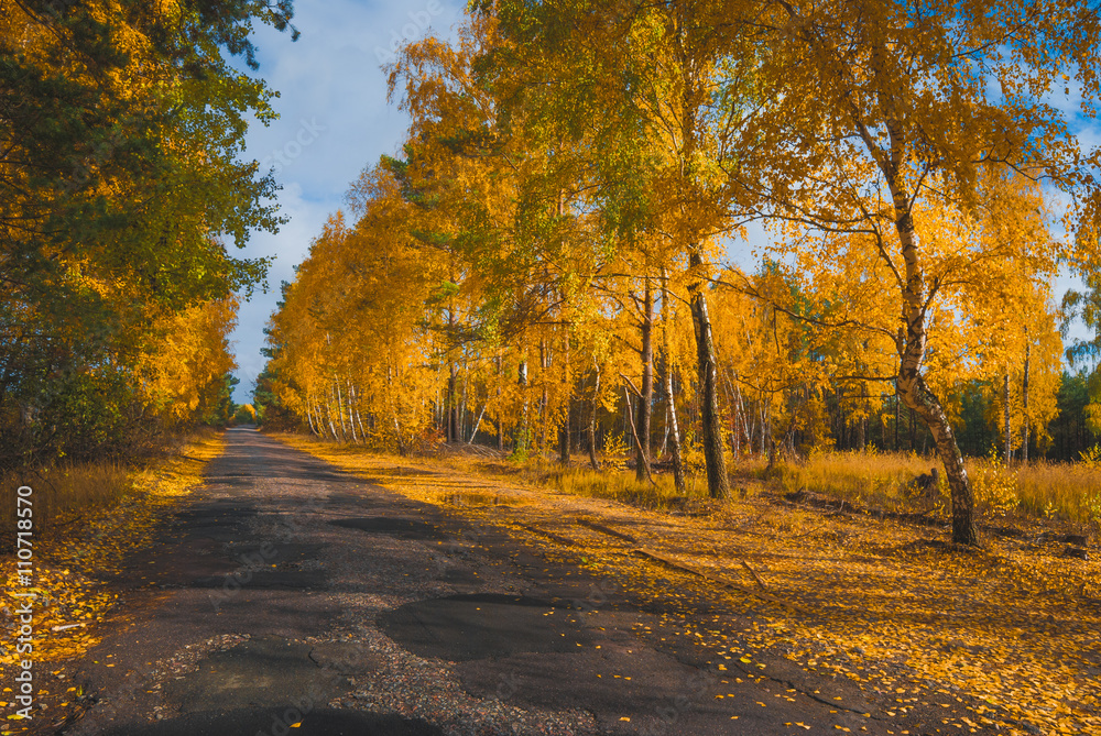 Road throgh the birch grove