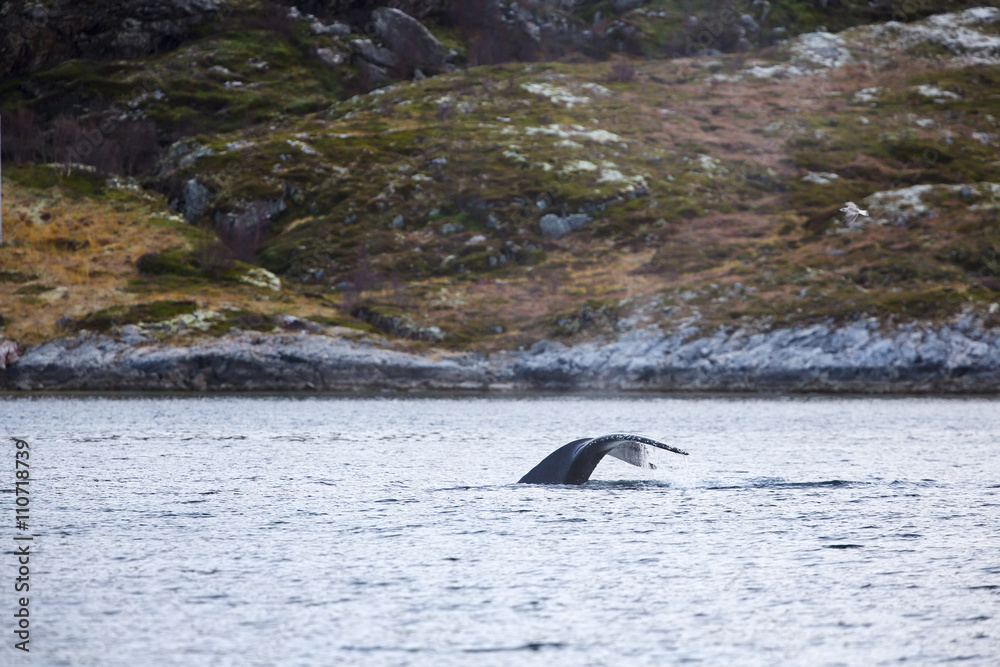 Fototapeta premium Large humpback whale shows tail fin above water