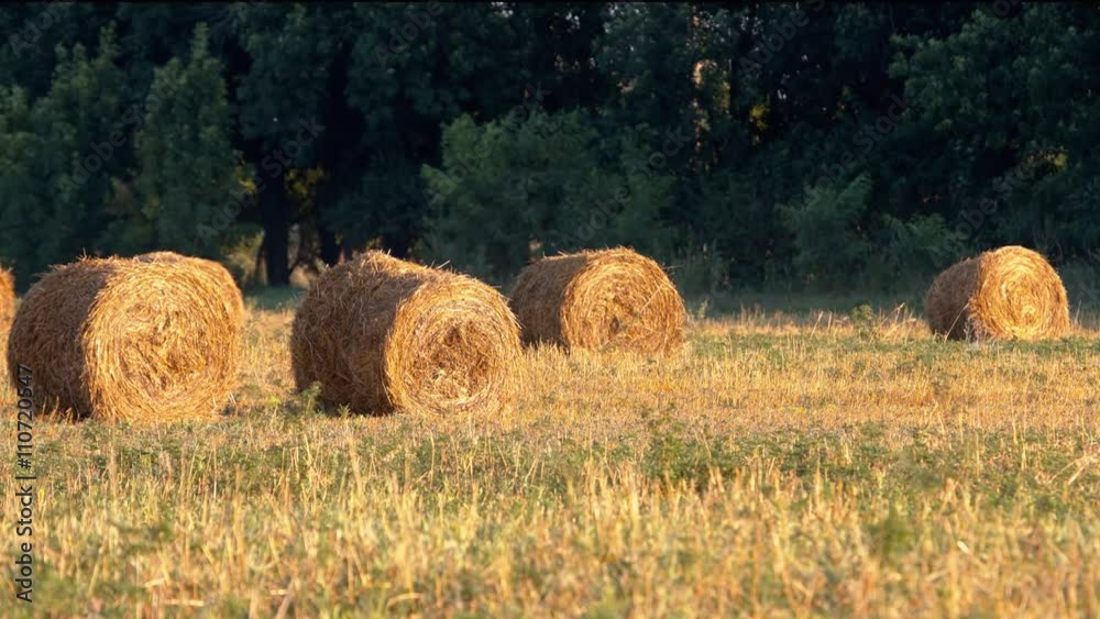Round haystacks on harvested field Round haystacks on harvested field