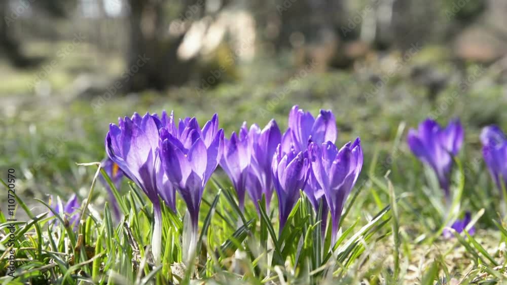 Crocus flowers tranquil sway in slight wind Crocus flowers tranquil sway in slight wind