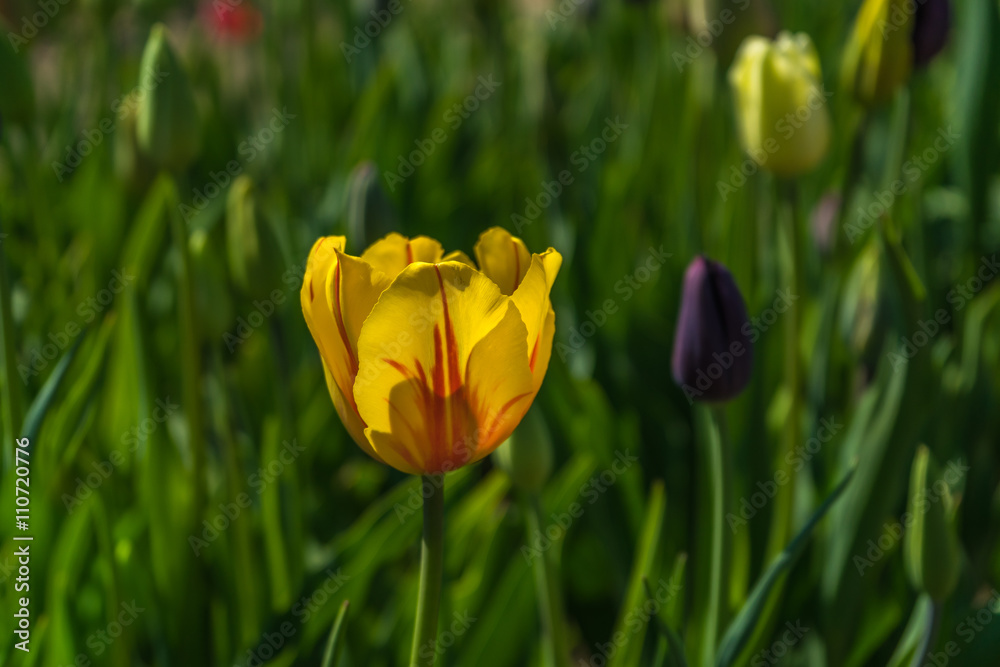 Obraz premium Tulpen auf einem Feld
