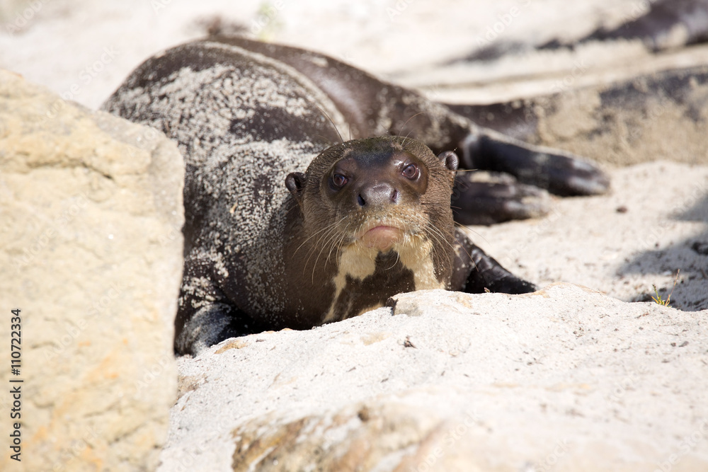 Obraz premium Giant Otter, Pteronura brasiliensis, is very playful