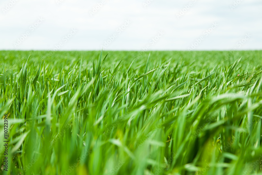 green field of young wheat