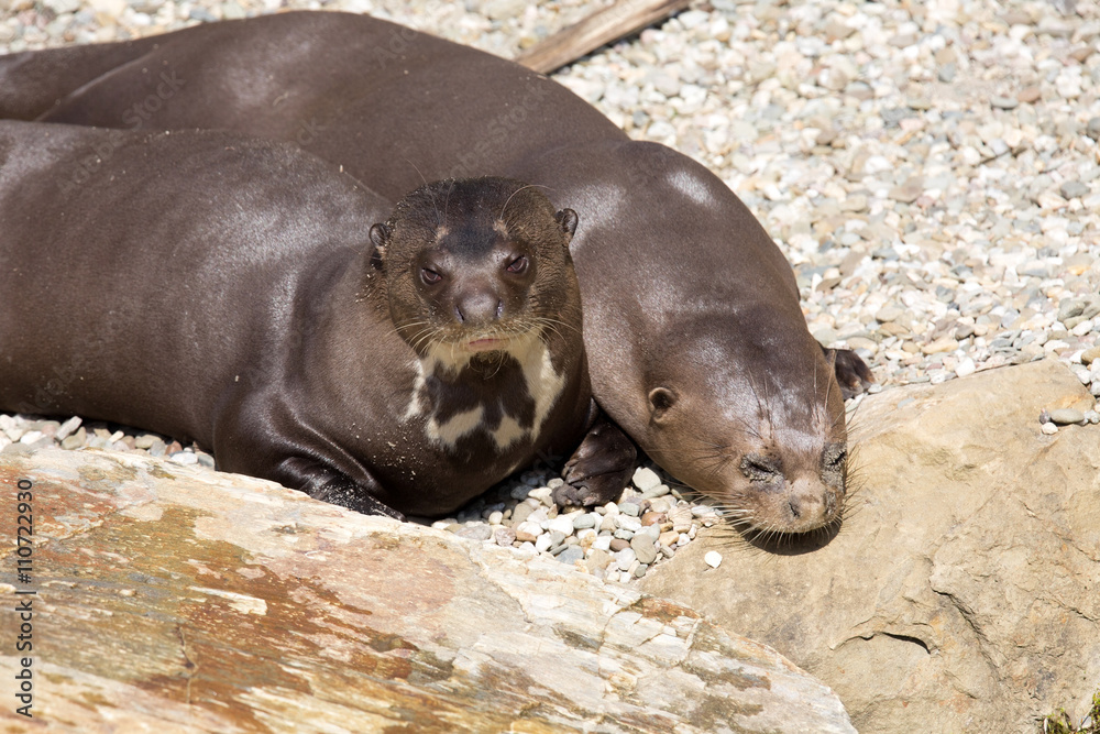 Giant Otter, Pteronura brasiliensis, is very playful Giant Otter, Pteronura brasiliensis, is very playful