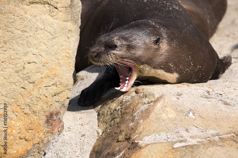 Obraz premium yawning Giant Otter, Pteronura brasiliensis