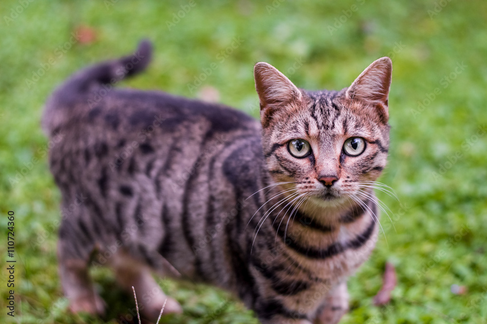 Cat walking on green grass Cat walking on green grass