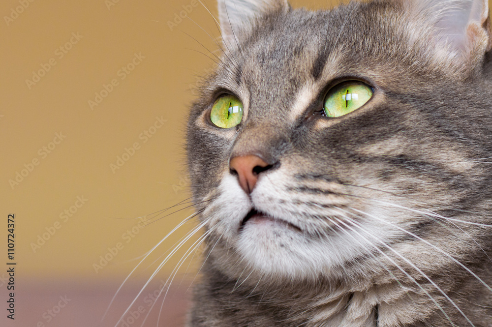 Fototapeta premium Portrait of a domestic cat with green eyes