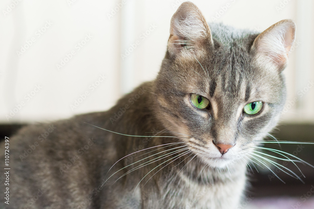 Portrait of a domestic cat with green eyes
