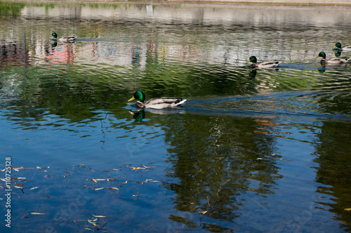 Ducks swimming in urban small lake at summer sunny day