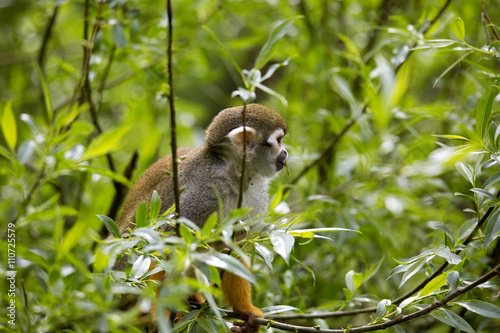 Common squirrel monkey, Saimiri sciureus is very moving primate