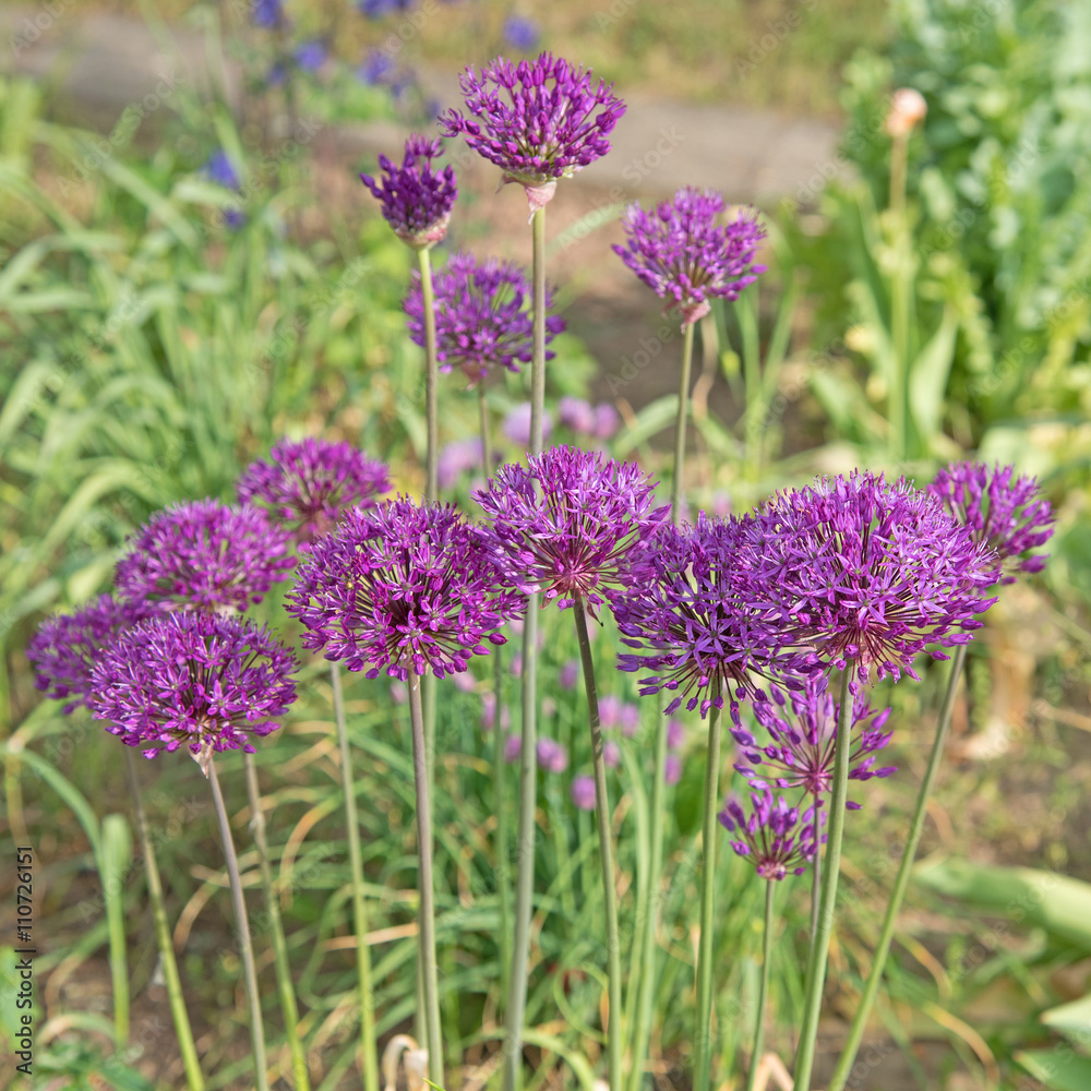 Fototapeta premium Zierlauch, Alium, Blüten