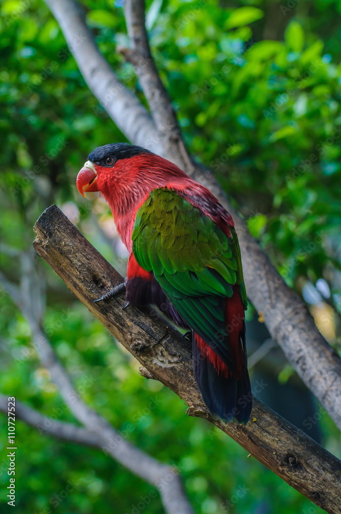 Red green bright parrot in Puerto de la Cruz
