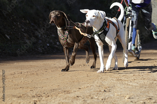 Fototapeta Naklejka Na Ścianę i Meble -  Two dogs and their musher taking part in a popular canicross with a diggler mountain scooter