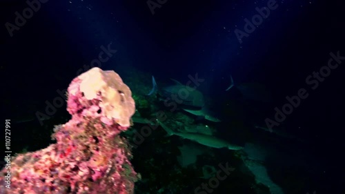 Whitetip Reef sharks At Nighth In search of food, Caribbean sea Cocos Costa Rica. Underwater landscape, rocky pinnacles, canyons, walls and caves. Beautiful array of marine life ready for exploration. photo