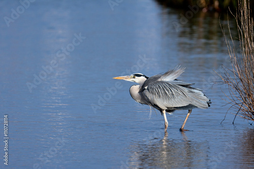 Grey Heron (Ardea cinerea) walking into the water