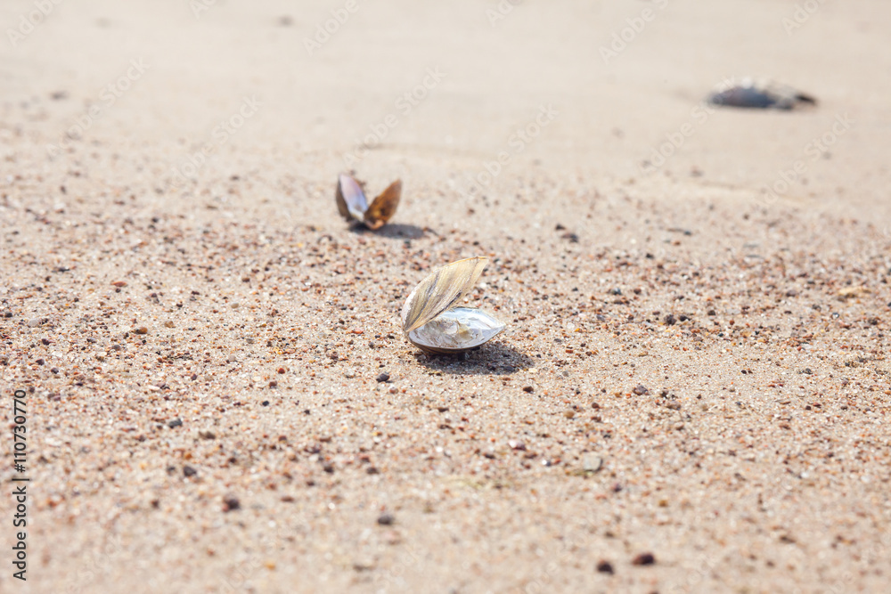 empty shell of mollusk on the sandy beach empty shell of mollusk on the sandy beach