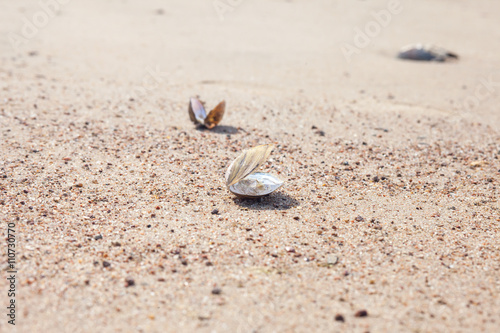empty shell of mollusk on the sandy beach