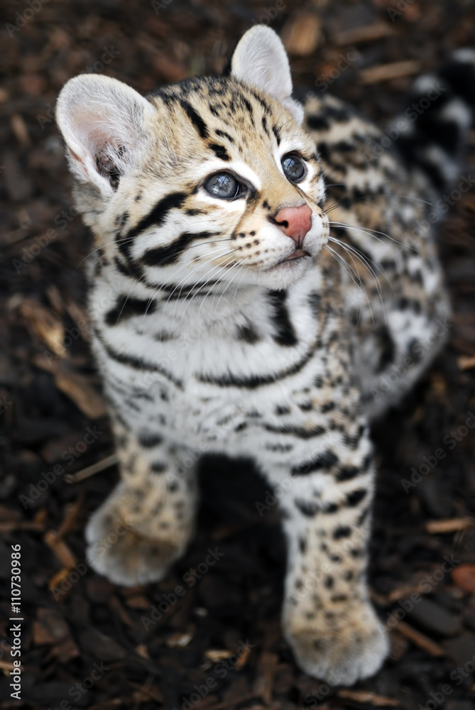 Ocelot Cub - Brazilian Ocelot kitten looking up